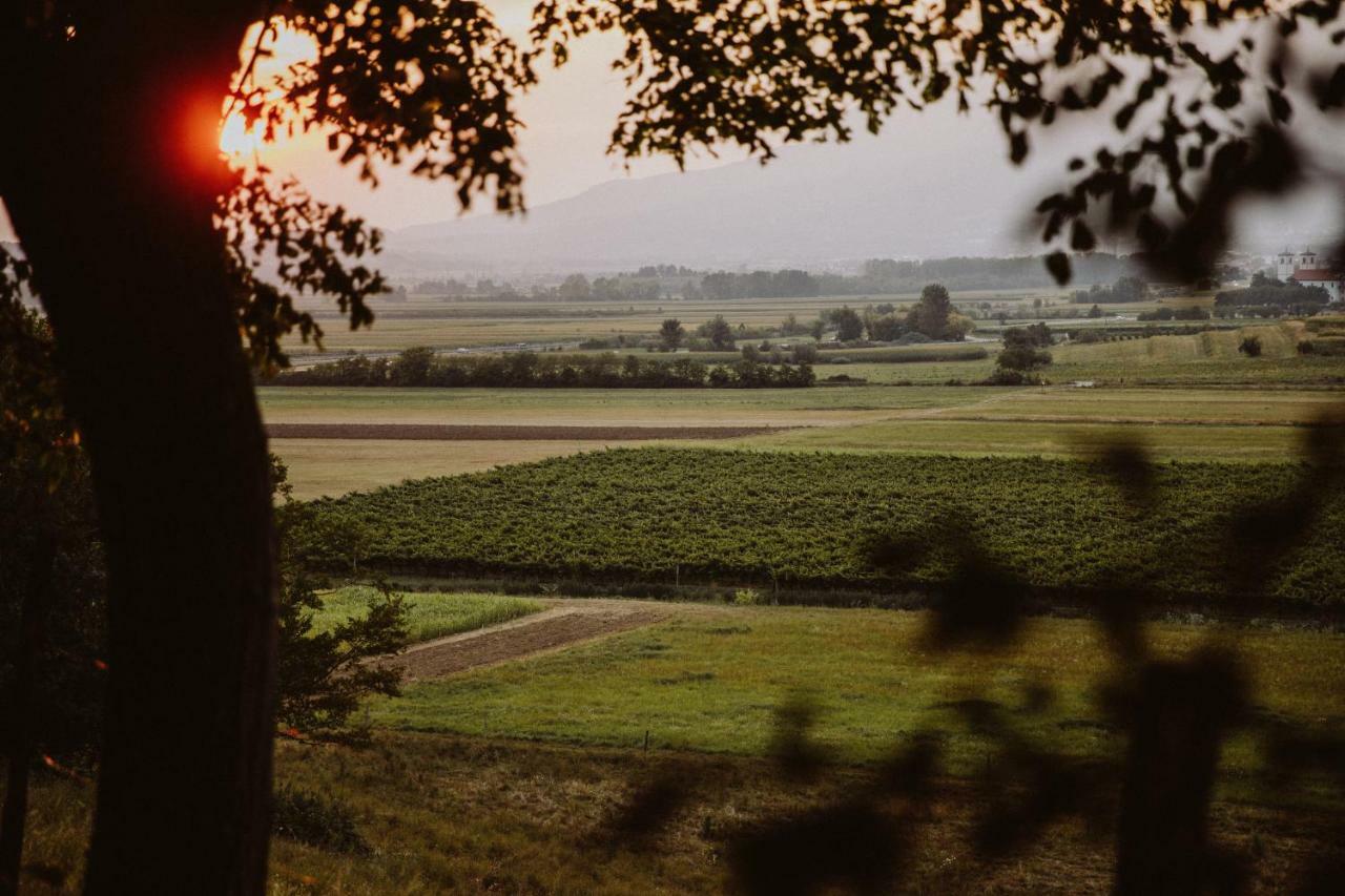 Kmetija Tomazic Vinska Klet - Winery Διαμέρισμα Vipava Εξωτερικό φωτογραφία