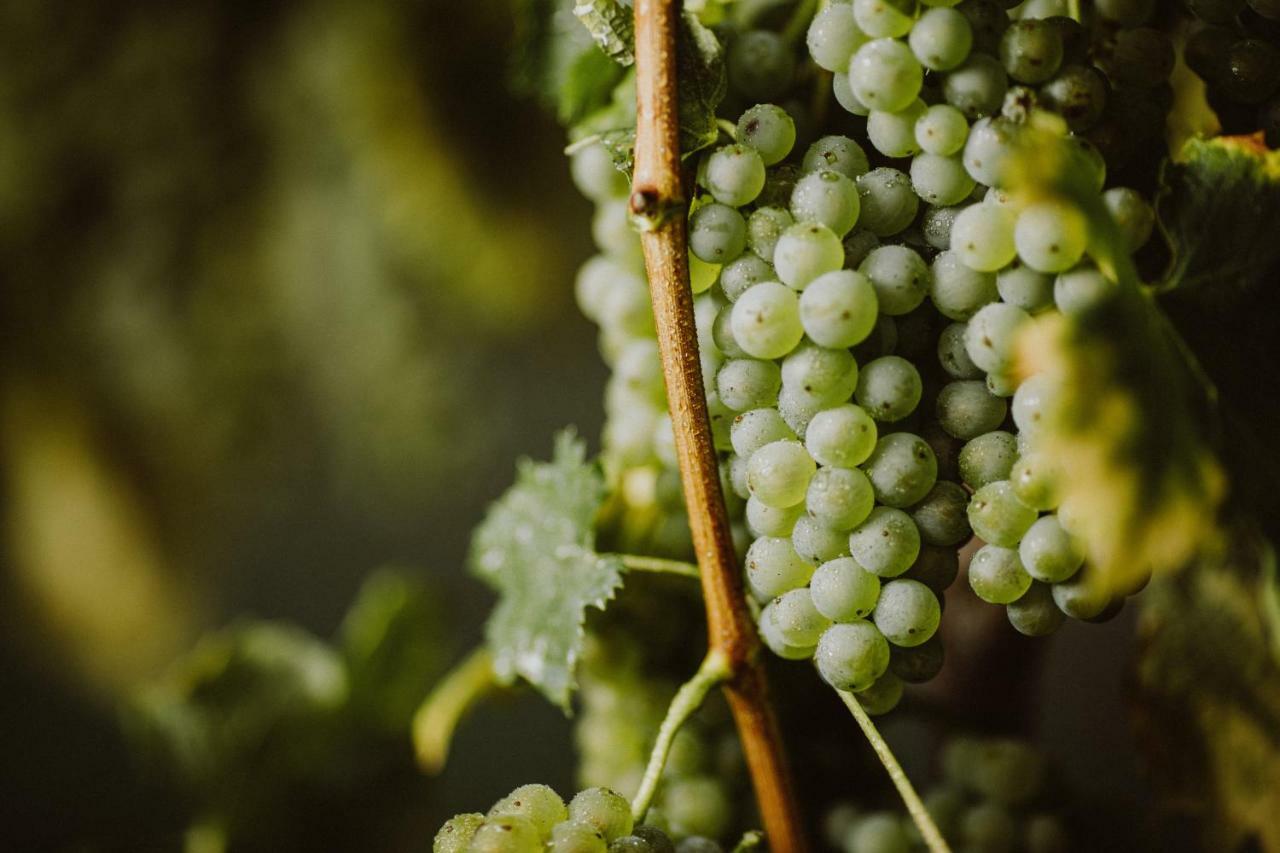 Kmetija Tomazic Vinska Klet - Winery Διαμέρισμα Vipava Εξωτερικό φωτογραφία